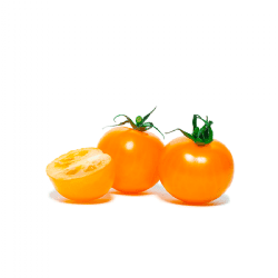 עגבניות שרי תמר כתומות